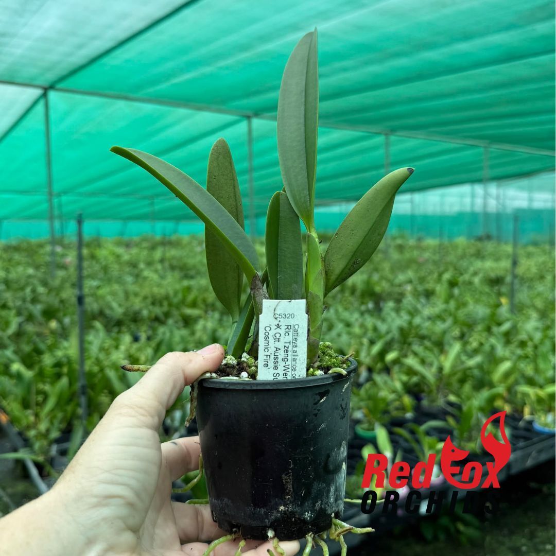 Cattleya Lucky Dip