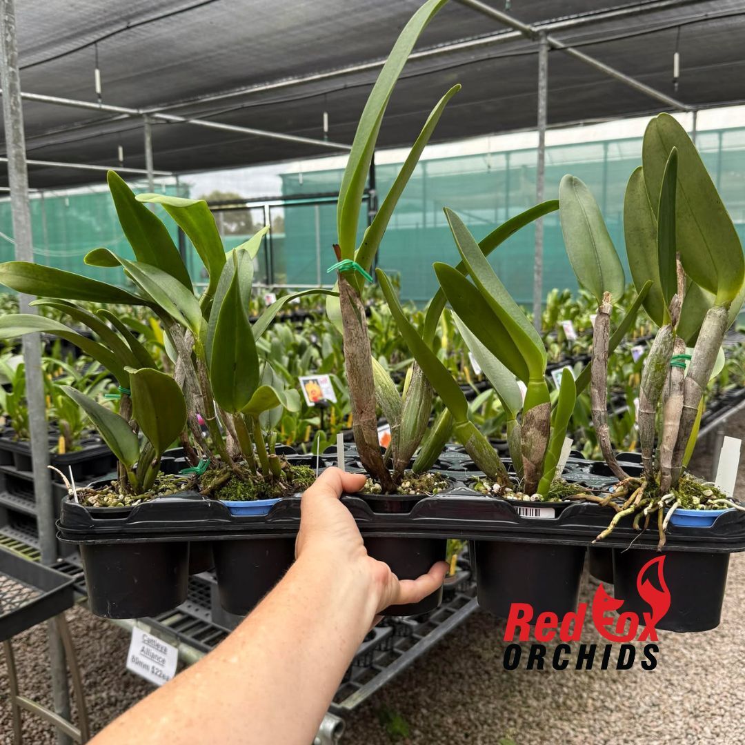 Cattleya Lucky Dip