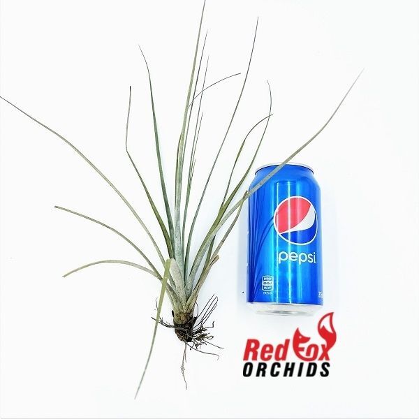 Tillandsia schiedeana var glabra