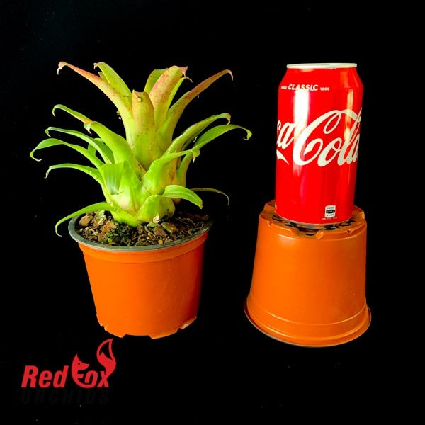 Vriesea delicatula