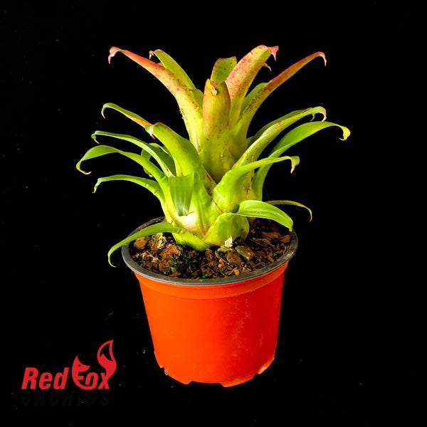 Vriesea delicatula