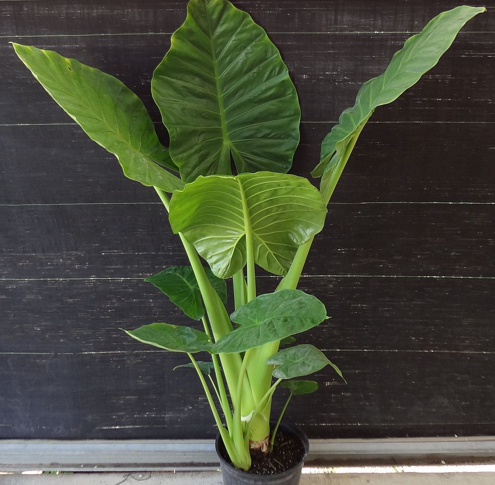 Alocasia Calidora Dwarf