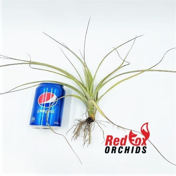 Tillandsia x smalliana