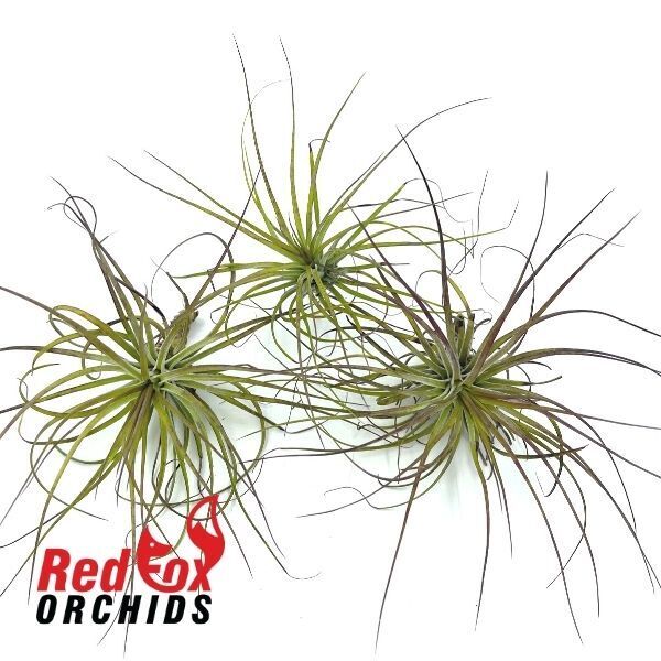 Tillandsia stricta