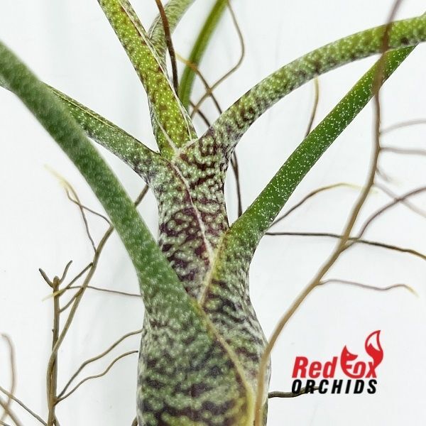 Tillandsia butzii