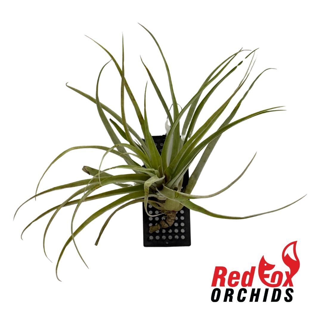 Tillandsia riohondoensis