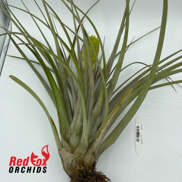 Tillandsia Jalisco Monticola