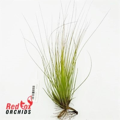 Tillandsia juncifolia