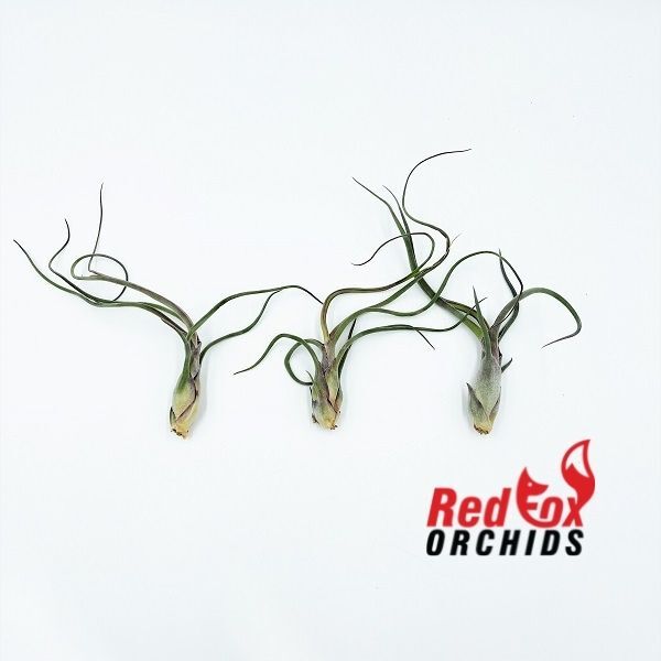 Tillandsia bulbosa 'Silver'