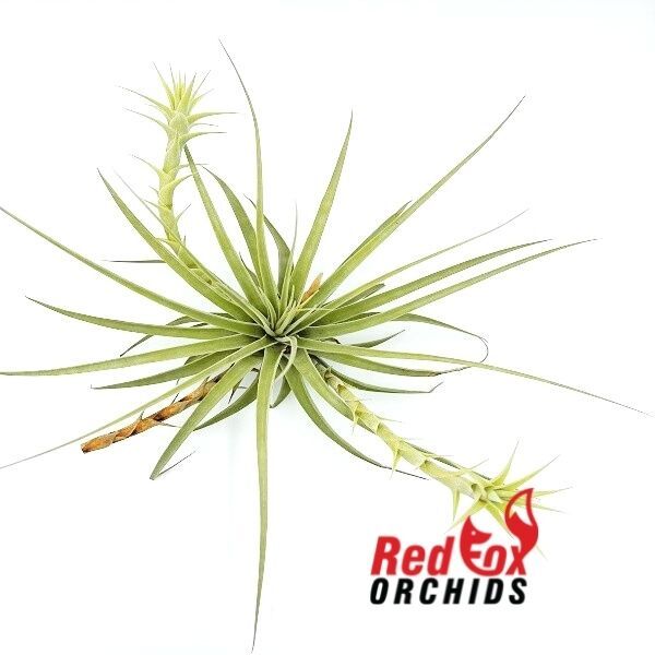 Tillandsia espinosae