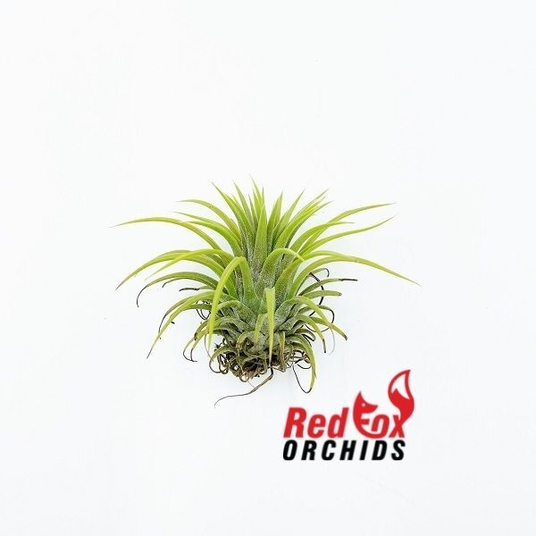 Tillandsia ionantha 'Rubra'