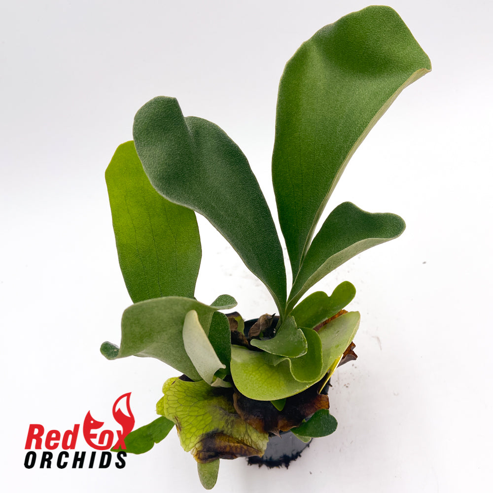 Platycerium Netherlands