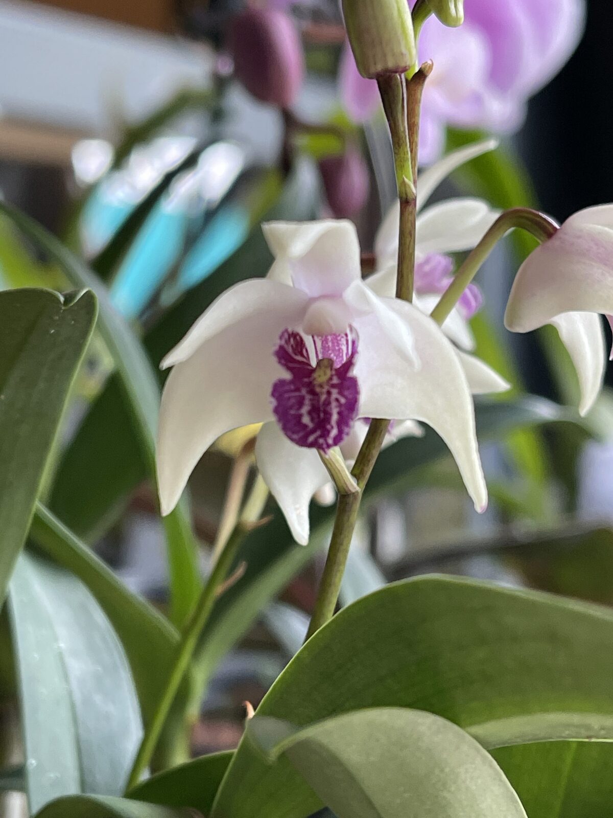 Debdrobium (Class x Zip) x Gillian Leaney