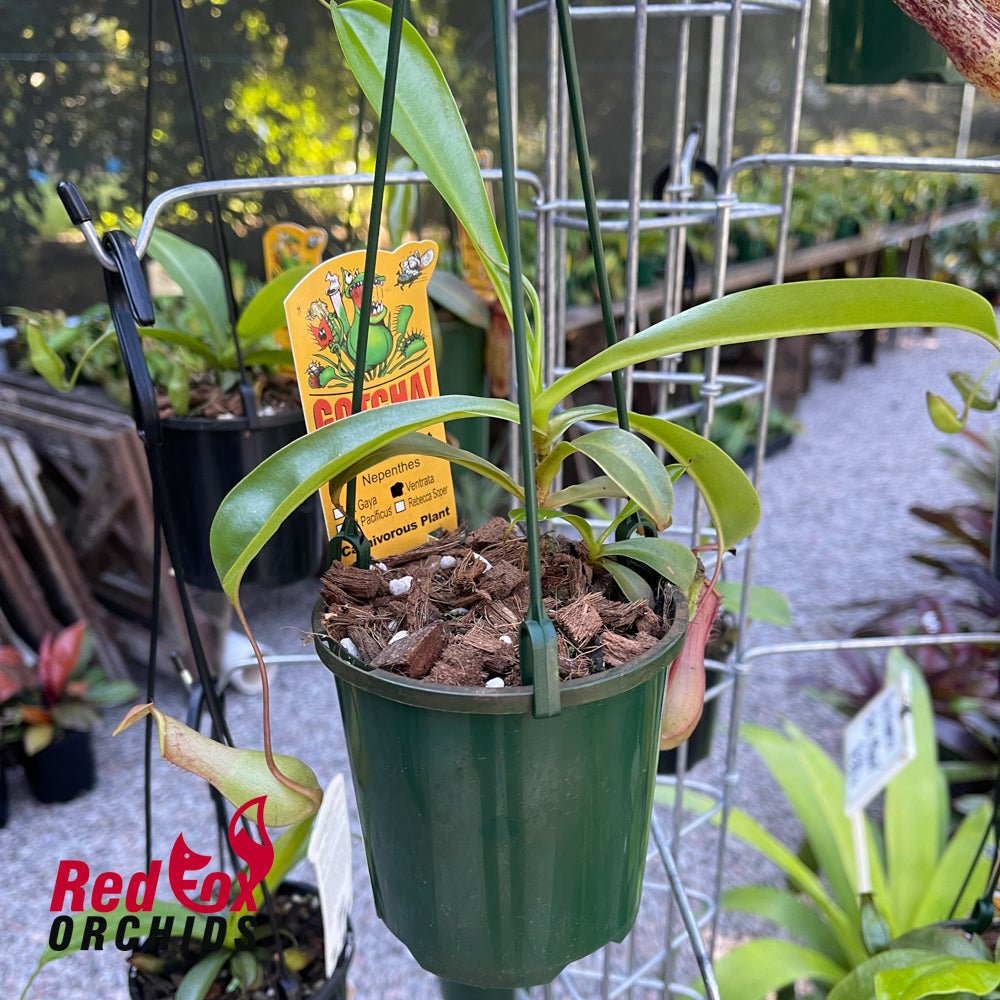 Nepenthes Ventrata