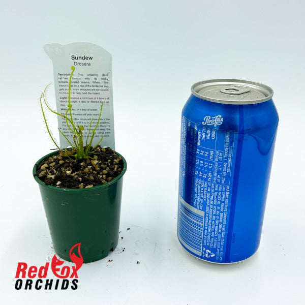 Drosera filiformis