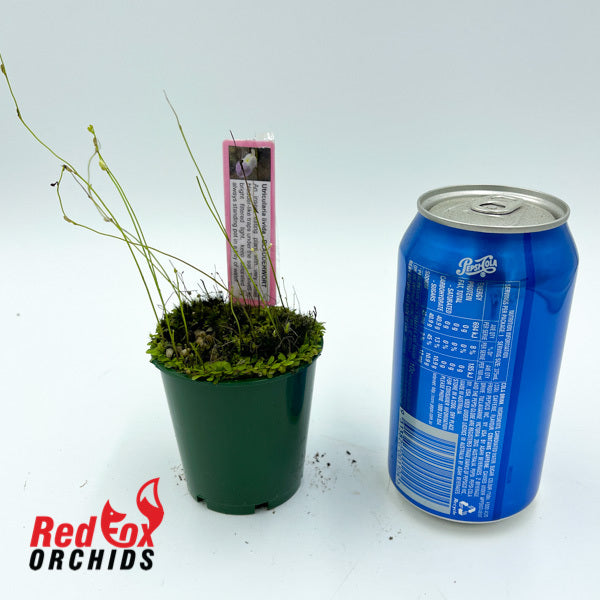 Utricularia livida