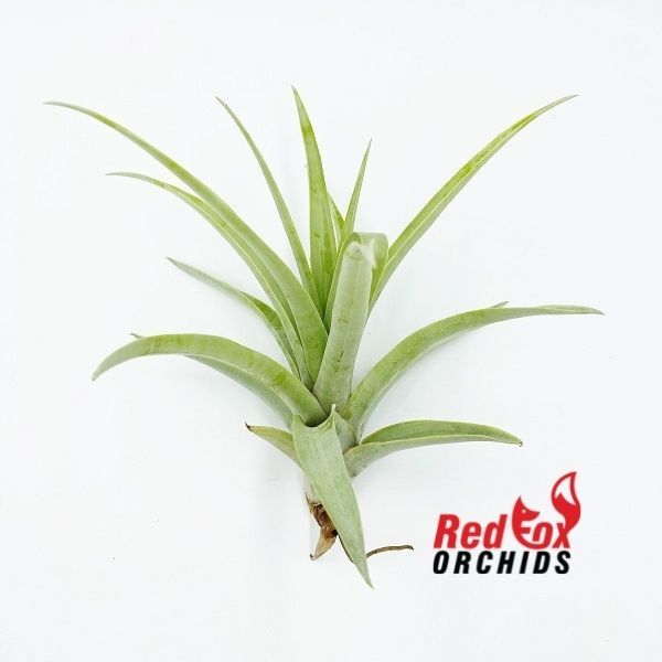 Tillandsia secunda