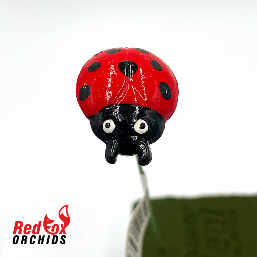 Ladybug on a stick