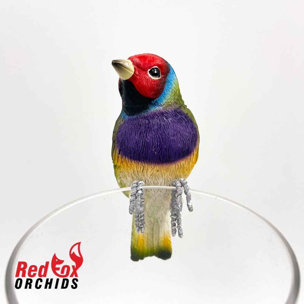 Gouldian Finch Pot Sitter