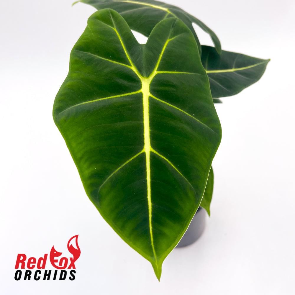 Alocasia Green Velvet