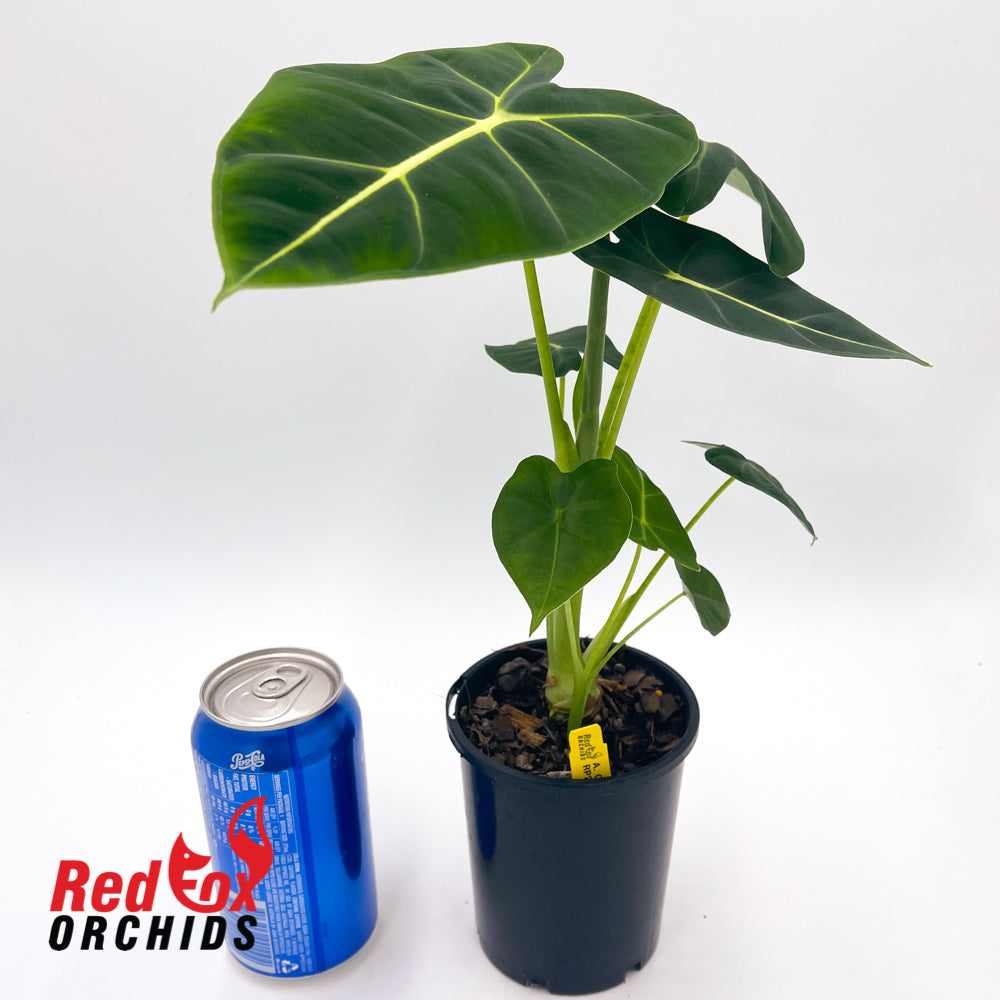 Alocasia Green Velvet