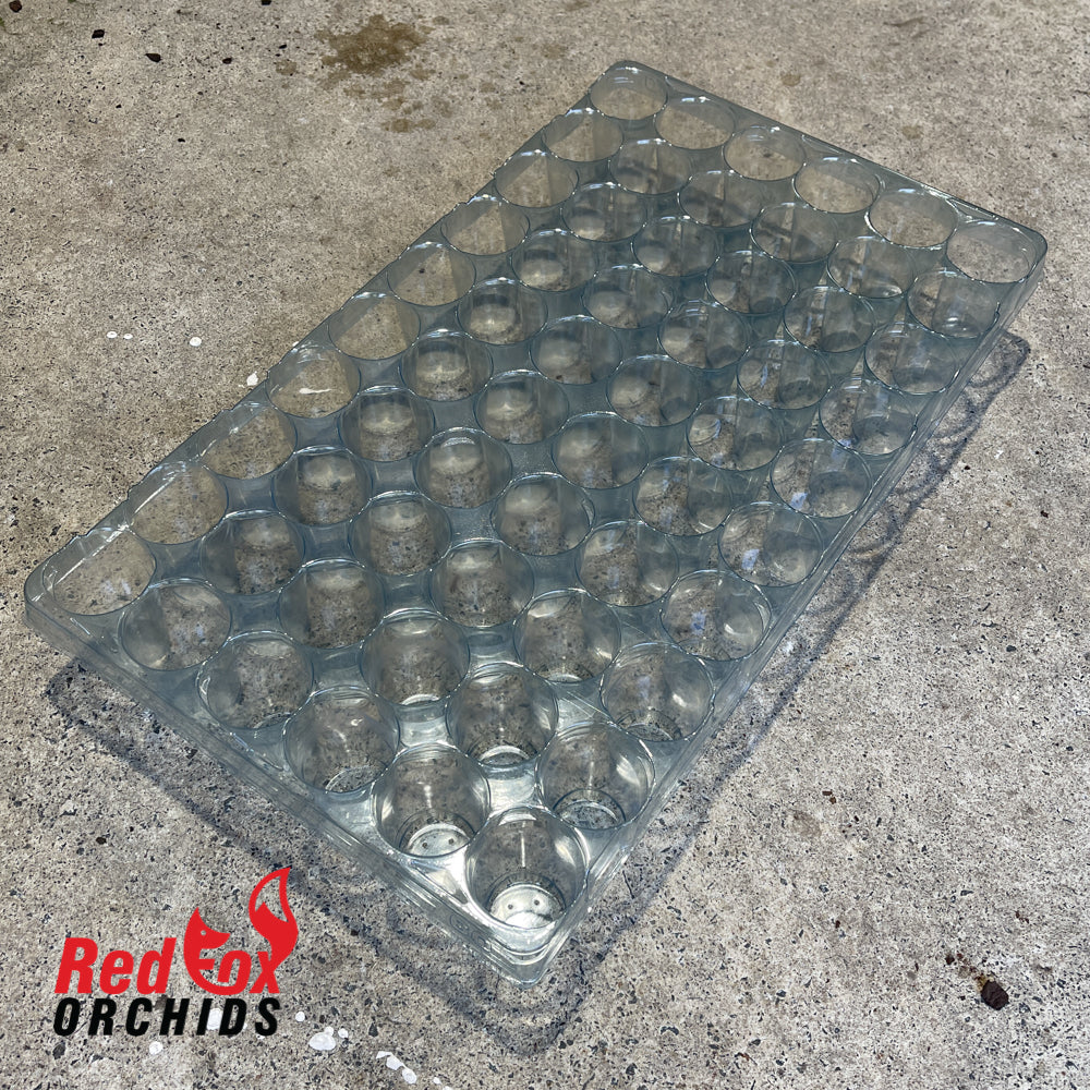 60 cell plug tray clear
