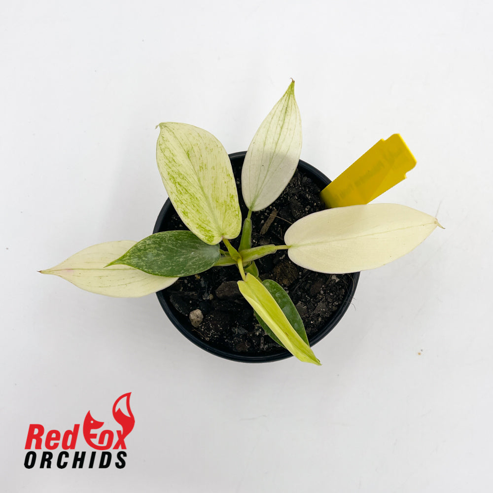 Philodendron 'Florida Ghost' Plug in 80mm