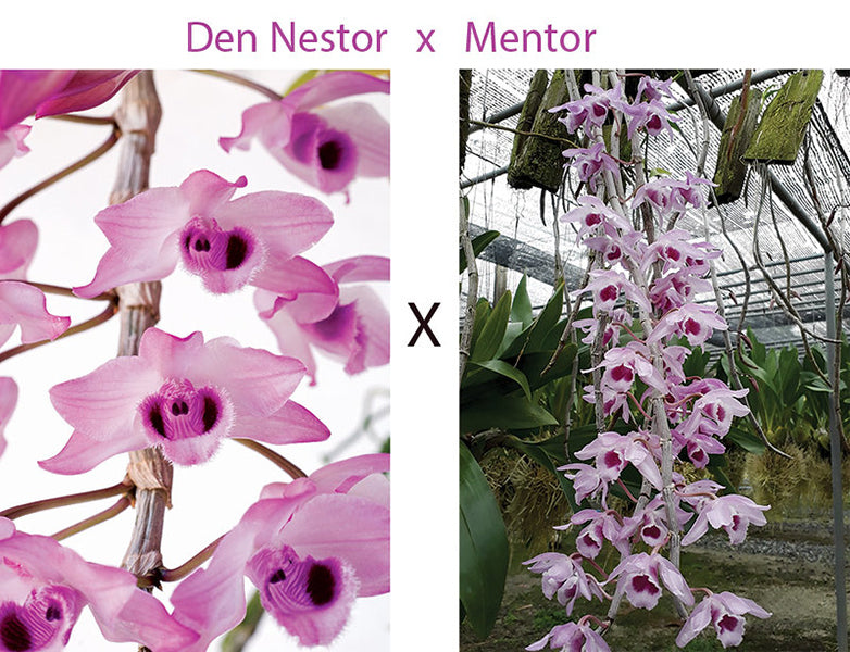 Dendrobium Nestor x Mentor