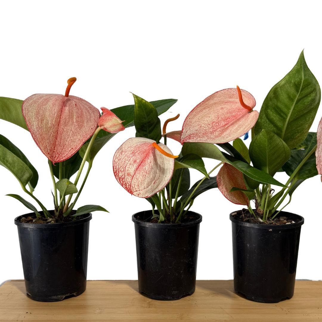 Anthurium scherzerianum V. rothschildianum