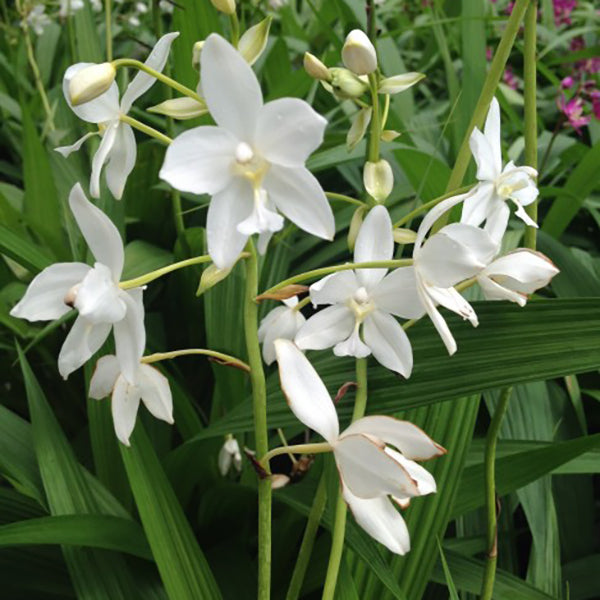 Spathoglottis 'Snow Angel'
