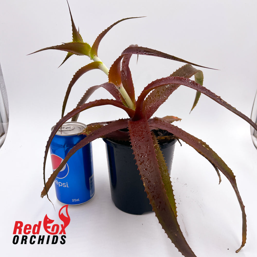 Orthophytum Starlite