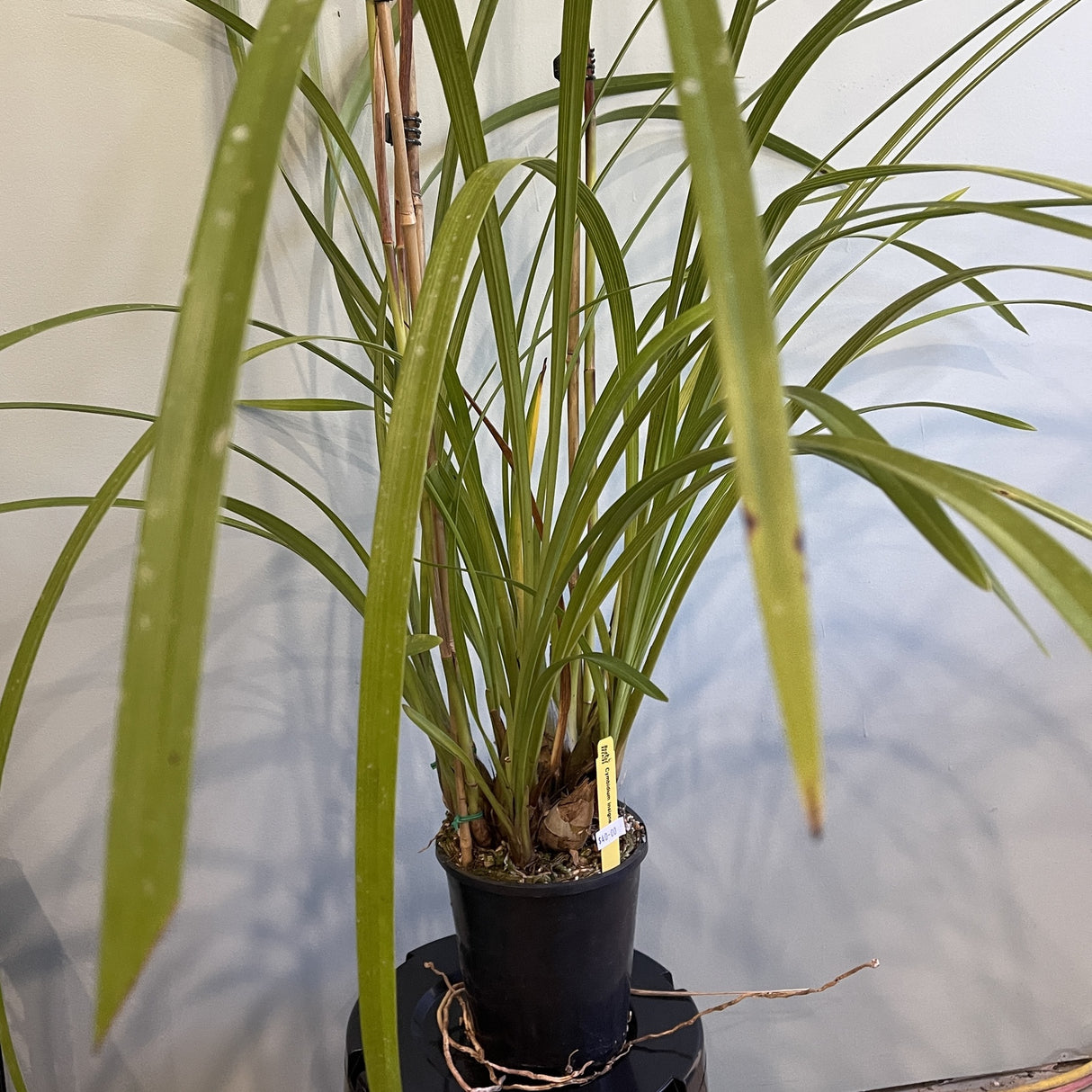 Cymbidium insigne