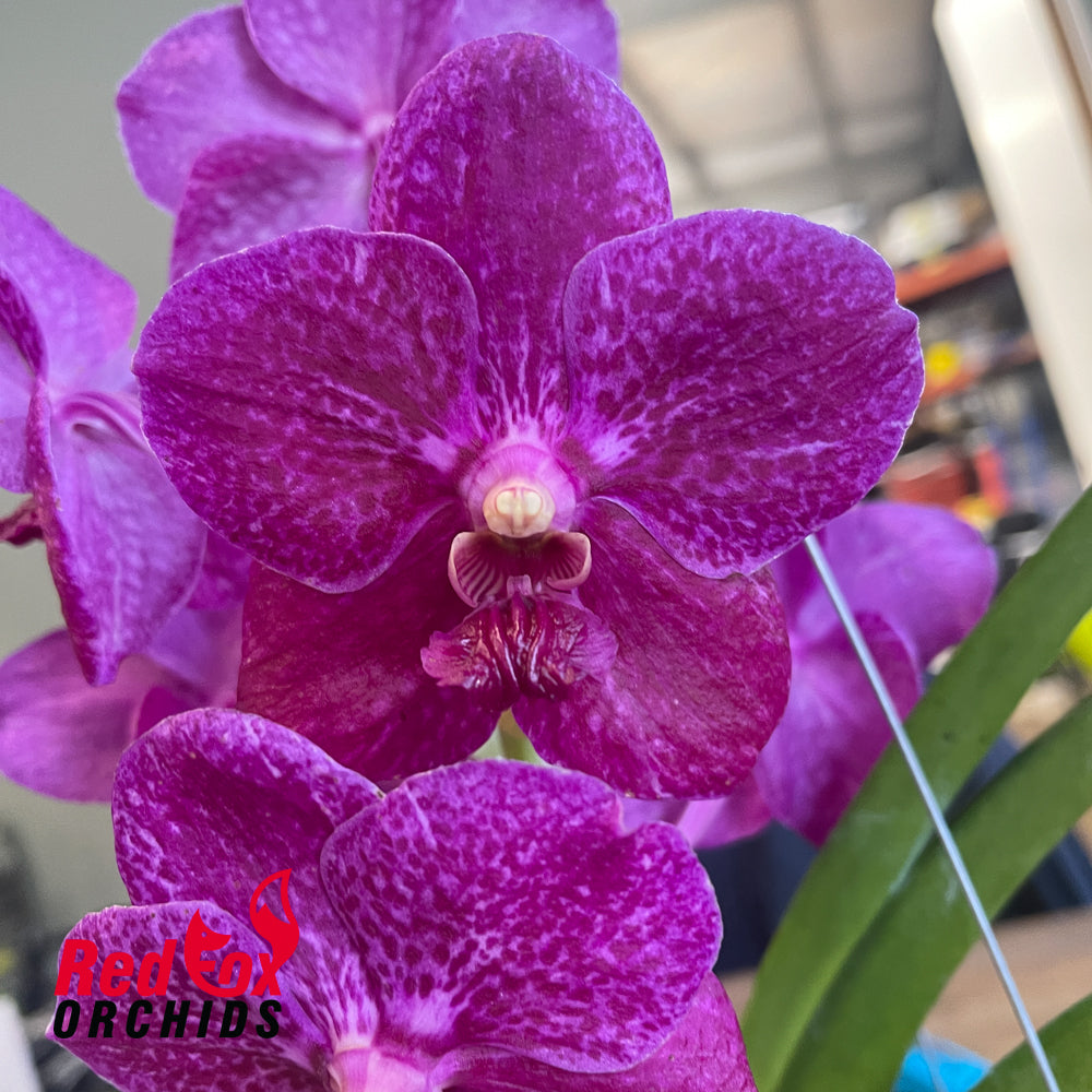 Vanda Phairot x Vanda Suksamron Spots