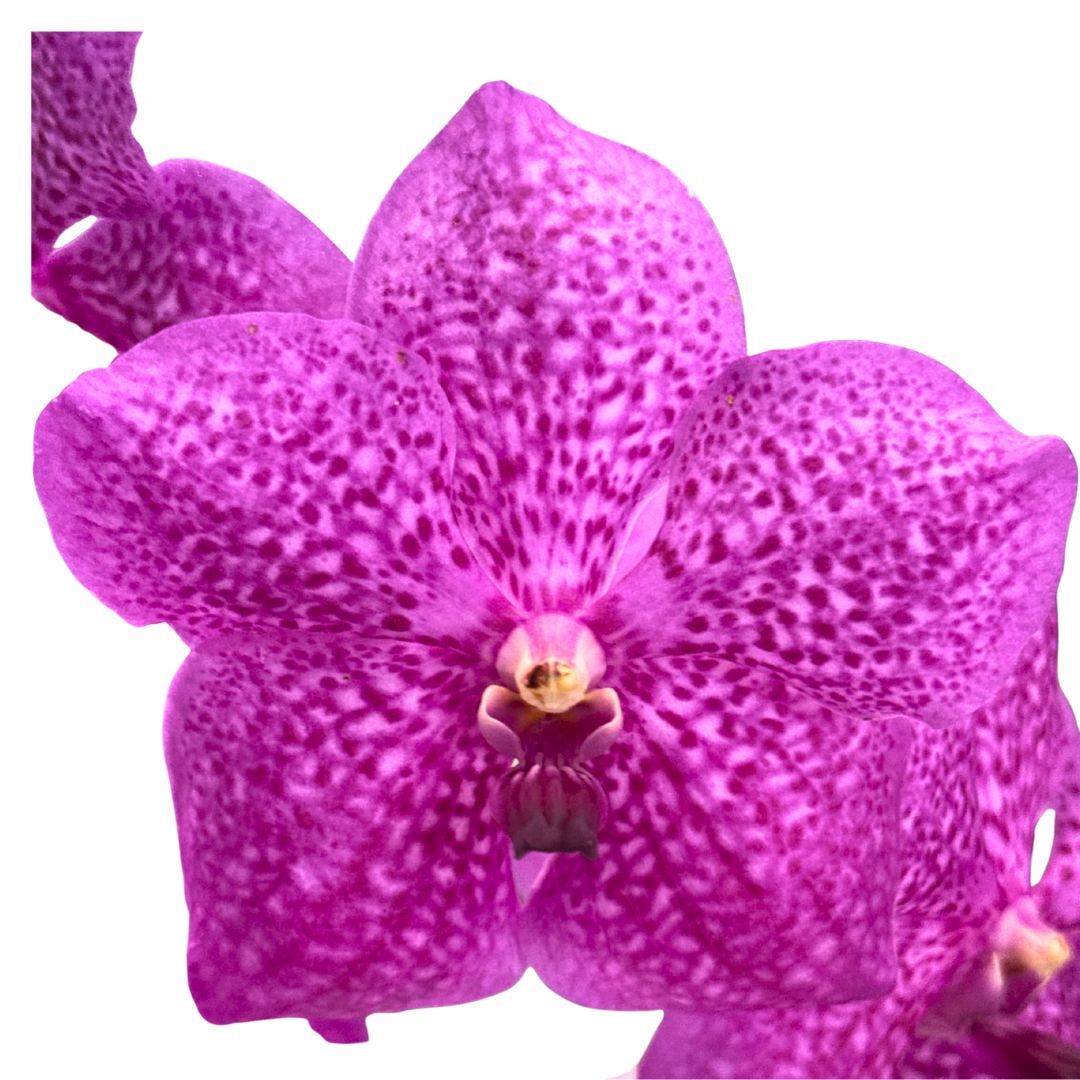 Vanda Wirat X Madame rattana 'Pink'