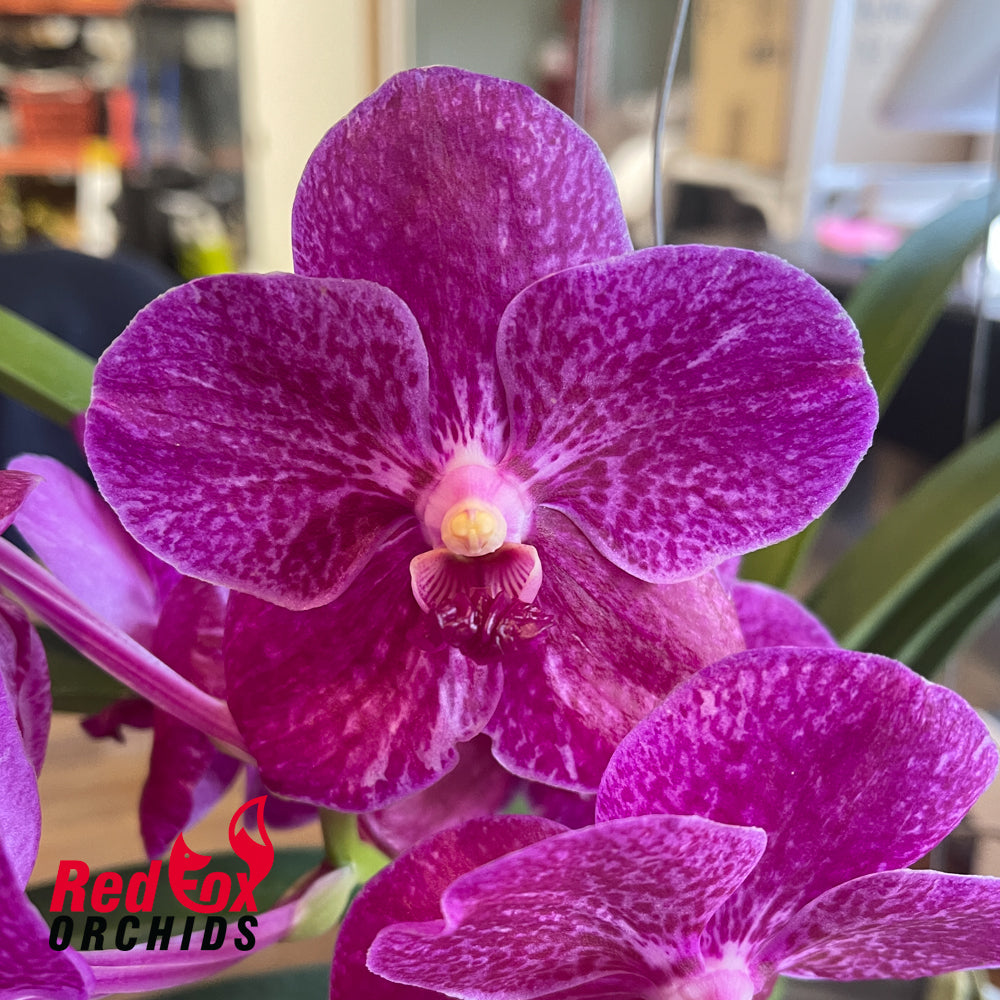Vanda Dr. Anek