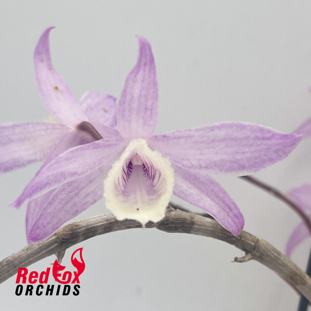 Dendrobium adastra x Dendrobium aphyllum 'Alba' (PinkForm)