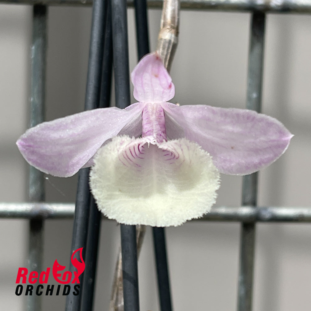 Dendrobium adastra x Dendrobium aphyllum 'Alba' (PinkForm)