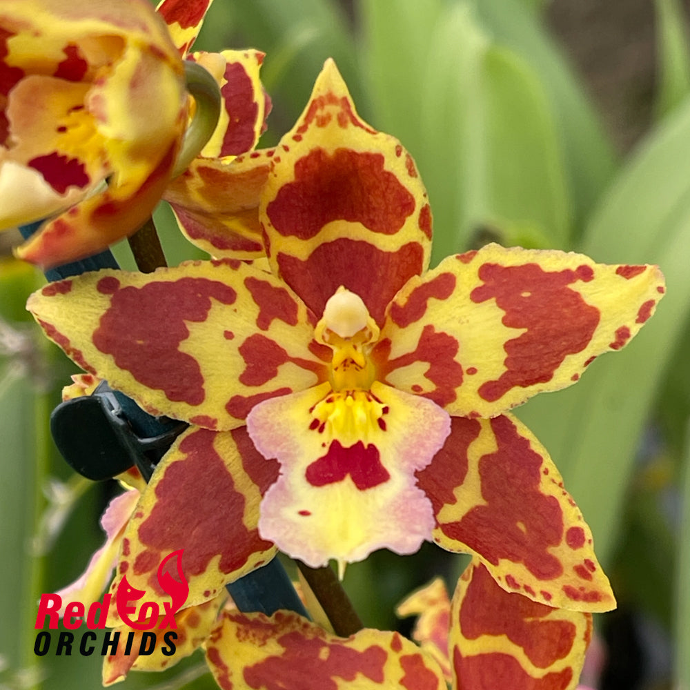 Wilsonara 'Tiger Tail'