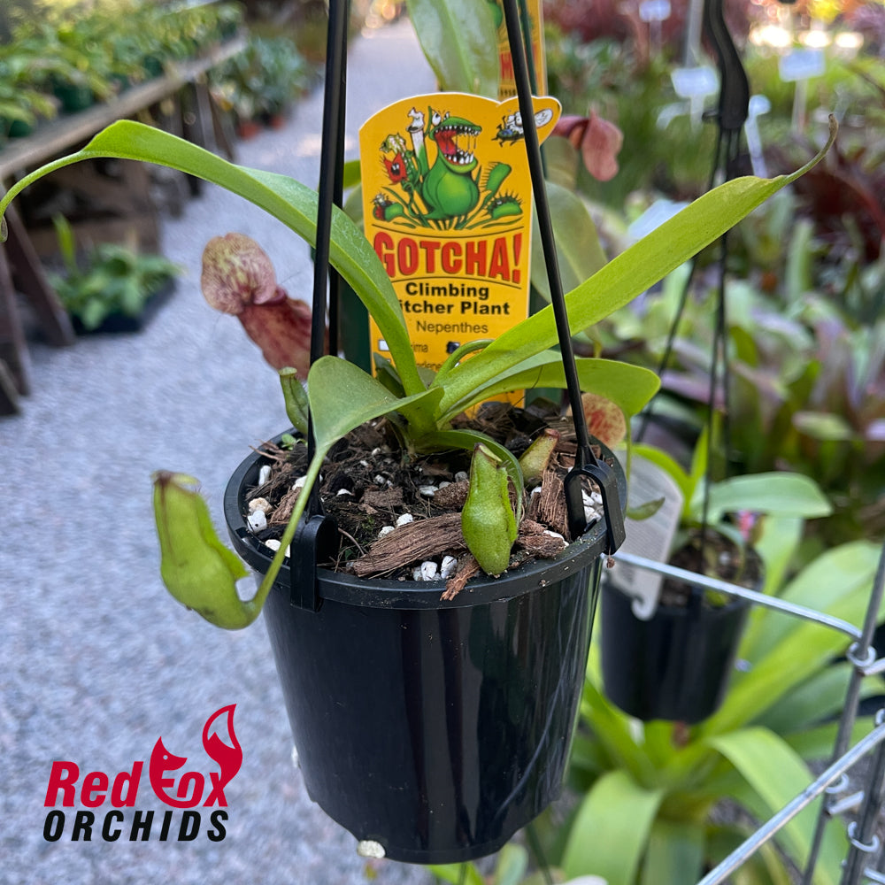 Nepenthes Gentle