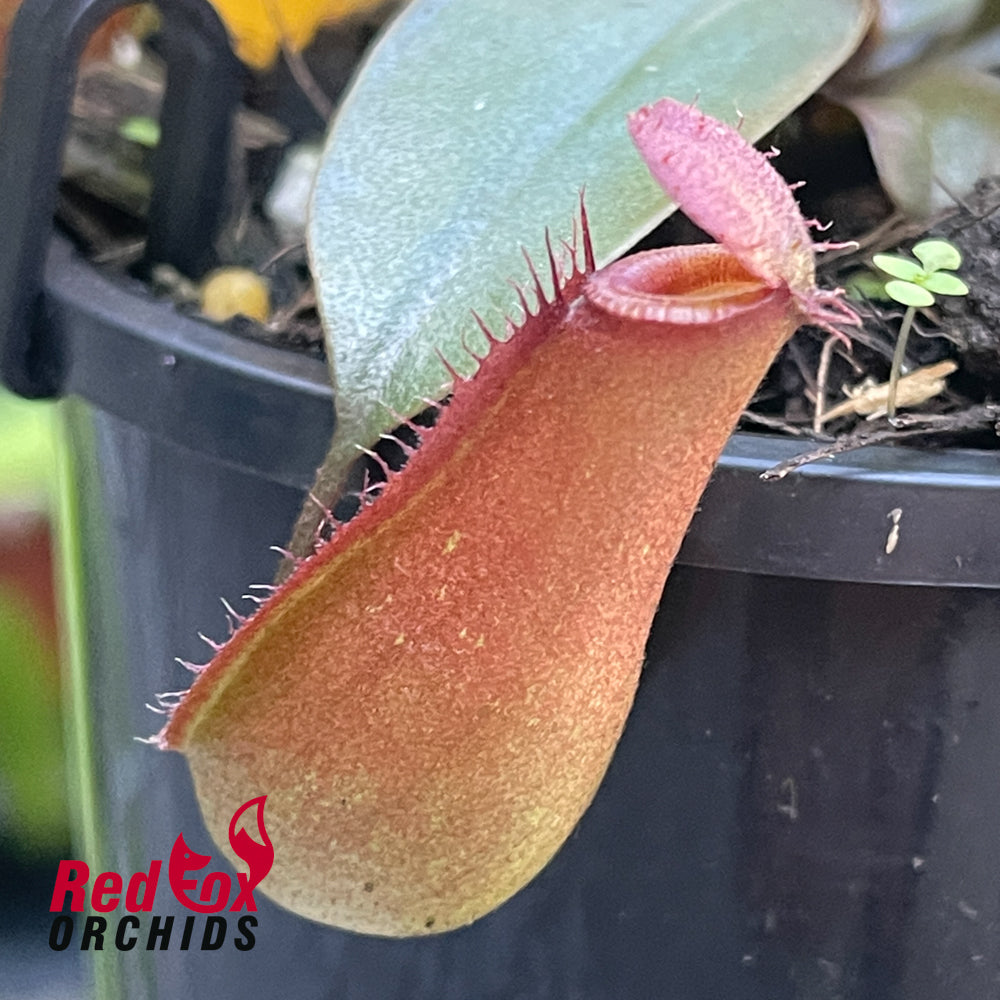 Nepenthes Bloody Mary