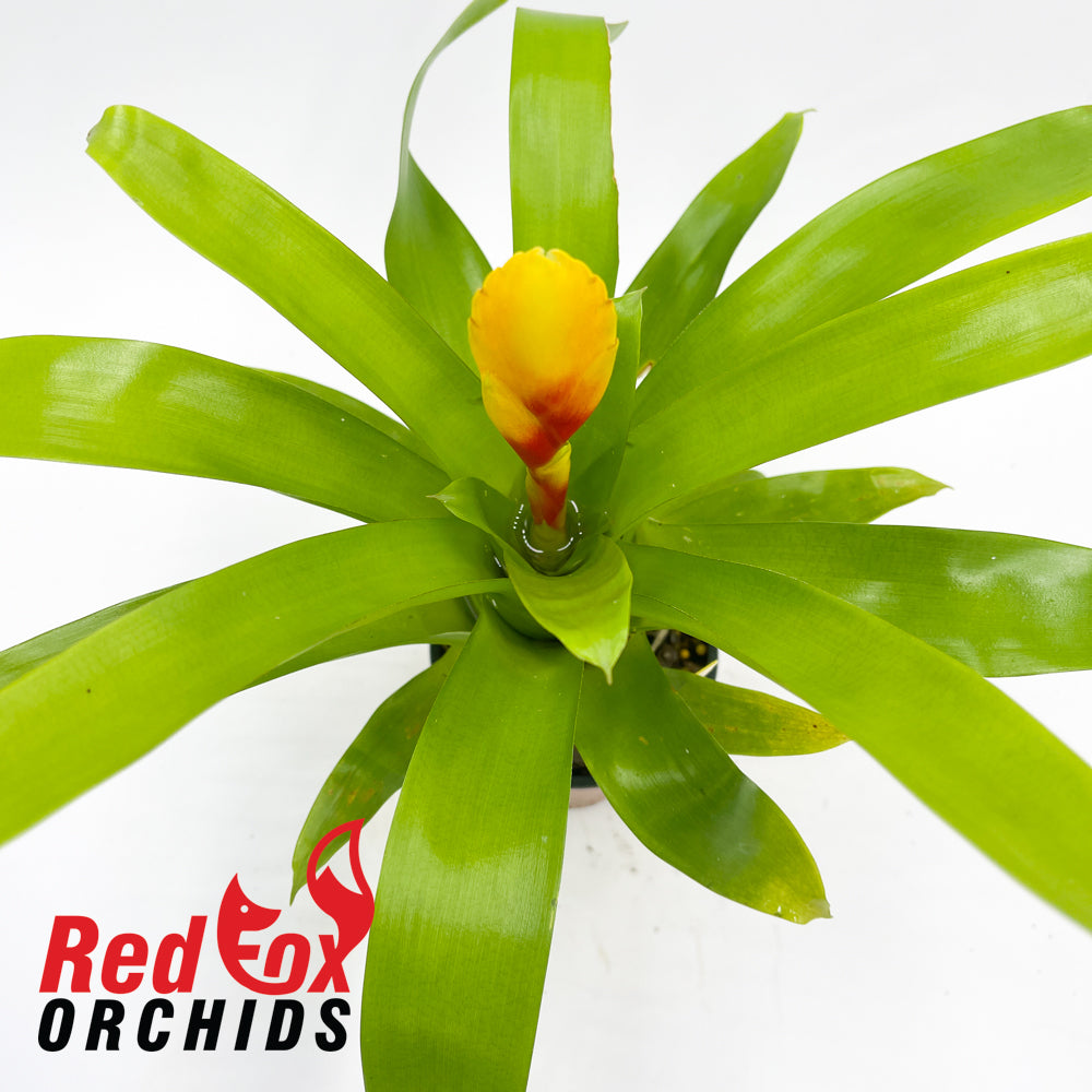 Vriesea Delphinus