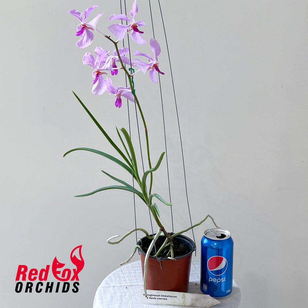 Holcoglossum kimballianum x Vanda coerulea