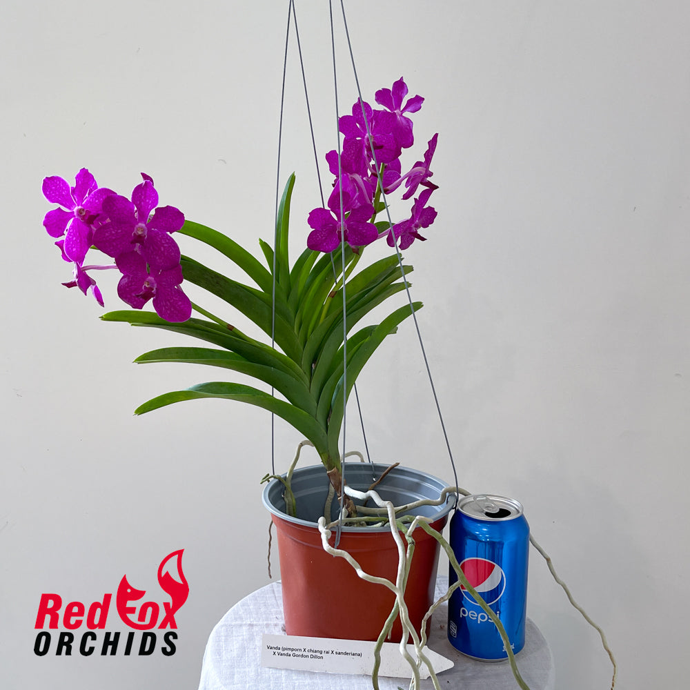 Vanda (pimporn x chiang rai x sanderiana) x Gordon Dillon