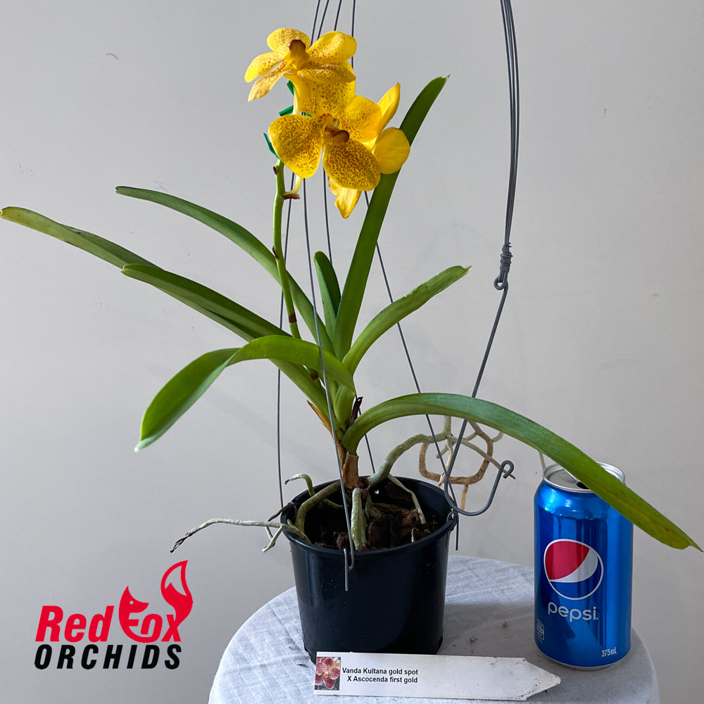 Vanda Kultana Gold Spot x Ascocenda First Gold