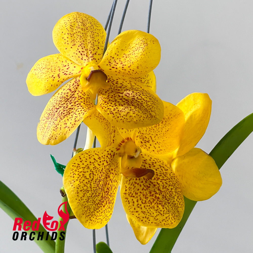 Vanda Kultana Gold Spot x Ascocenda First Gold