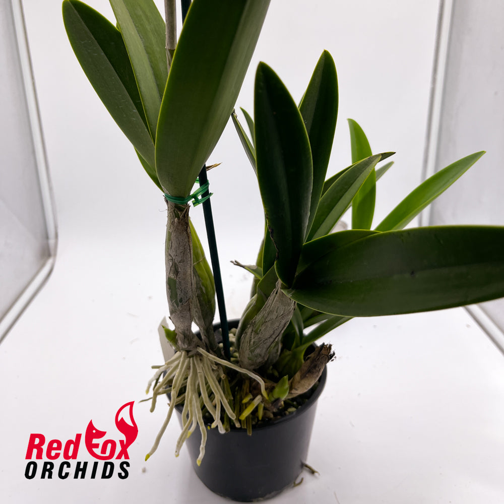 Schomburgkia superbiens