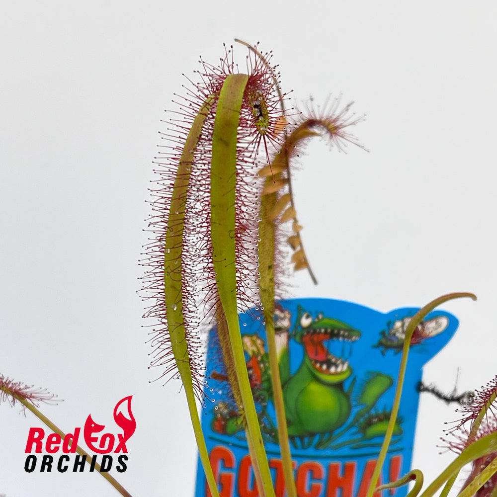 Drosera capensis Giant
