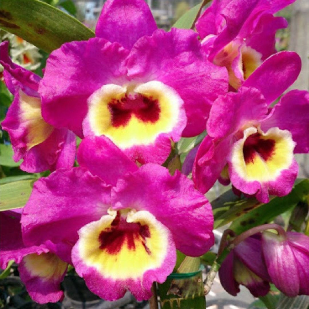 Dendrobium Red Emperor Prince