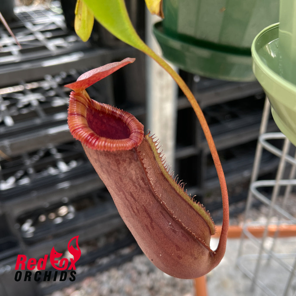 Nepenthes ventricosa x xtrusmadiensis