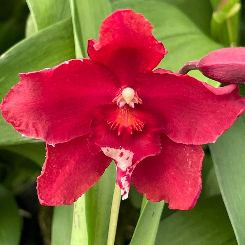 Wilsonara Red Silk 'HOF'